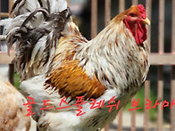 골드스풀레쉬