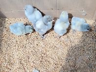 아메라우카나 3종 병아리 ..