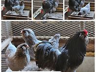 블루라이트