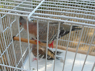 브론즈 비둘기