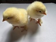 관상닭 라이트 컬럼비안 ..