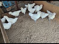 관상닭 아메라우카나 3종 ..