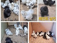 관상닭 여러품종 병아리 ..