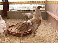 카키슈마