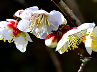새봄을 알리는 매화 꽃