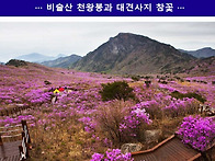 4월12일 테마 대구 비슬산..