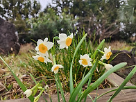 금잔옥대 수선화