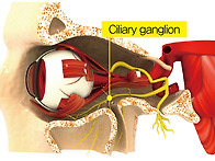 침침한 눈, 구기자 활용한..