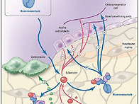 골흡수 감소와 골형성 증가..