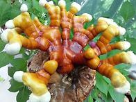 버섯종균기능사 실기 속성..