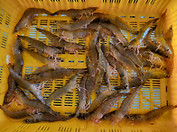9월10일.활흰다리새우,대..