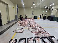 4월16일(목).5 . 6물때...