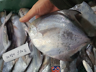 12월18일.180참조기,병어..