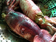 7월6일.특大생물참치회 필..