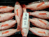 12월18일.활(참돔,방어,부..