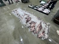 5월12일(화).2물때.4척 ..