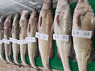 10월31일.활(농어,참돔,방..