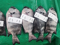 11월5일.활방어,돌돔,활전..