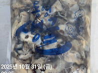 10월31일.띠먹갈치,밴댕이..