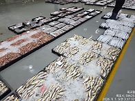9월1일(화).11물때.44척..