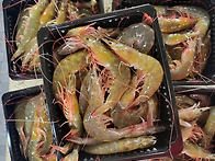 10월31일.생물곰치,활방어..