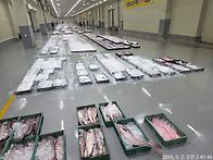 9월2일(수),한객기물때.1..