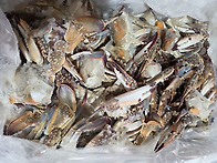 11월5일.절단꽃게,활붕장어..