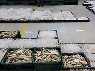 10월29일(수).무쉬물때.1..