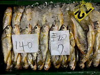 10월28일.참조기,참돔,줄..