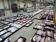 5월1일.10물때.26척 어선