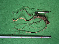 먹도라지(가격인하)