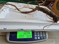 담금용 먹도라지/반먹도라..