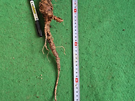 담금용 도라지(저렴)