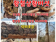 황철상황, 가지더부살이,..