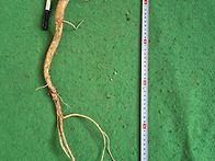 담금용 도라지(인하)