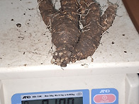 자연산 담금용 더덕(대물)