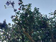 동백겨우살이 담금용 생재