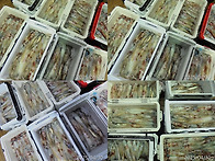 4월30일 대포한치쿨러조황^^한치다단/이카..