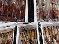 7월28일 한치대박쿨러조황^^한치많이나옵니..