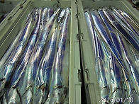 1월18일 씨알좋은갈치쿨러조황~오늘자리여유..