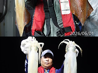 6월1일 갈치,한치쿨러조황~씨알굿~3일(수요..