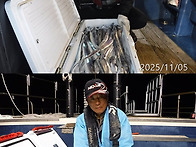 11월5일 갈치대박쿨러조황~씨알굿~갈치많이..