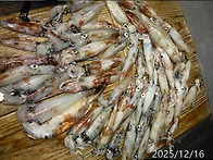 12월16일 갈치,한치쿨러조황입니다.오늘자리..