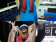 5월20일 한치다녀왔습니다.한치는다단/이카..