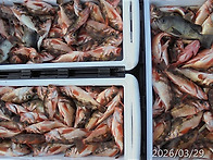 3월29일 한치,열기쿨러조황~예약문의는01..