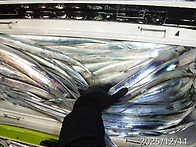 12월11일 씨알좋은갈치쿨러조황~기상이좋아..