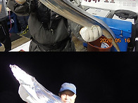 5월17일 갈치,한치쿨러조황~~대박~씨알굿굿..