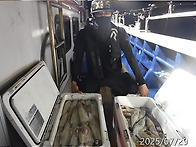 7월29일 한치초대박쿨러조황^^장원3자리수~..