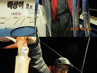 5월6일 갈치,한치병행쿨러조황~한치는다단/..