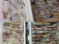 1월19일 갈치,한치쿨러조황~기상이좋아지는..